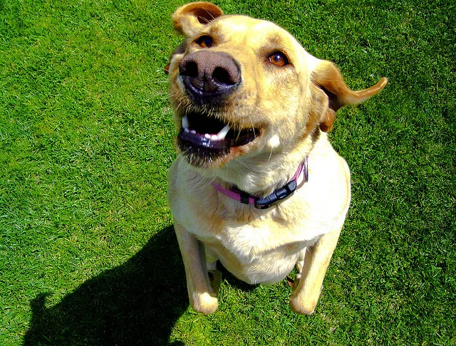 Writers on Writing #84: Dallas Woodburn