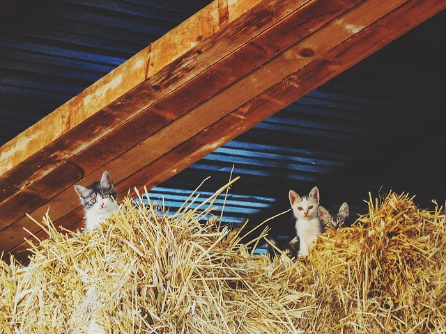 Hayloft by Amie Whittemore