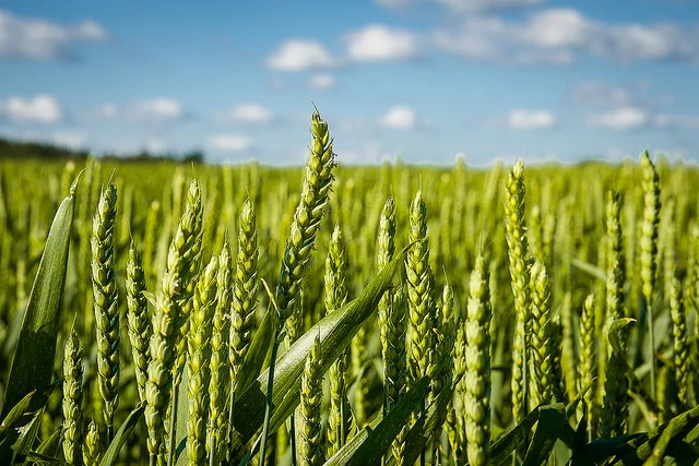 Brand, a spoken-word poem by Zarah Moeggenberg