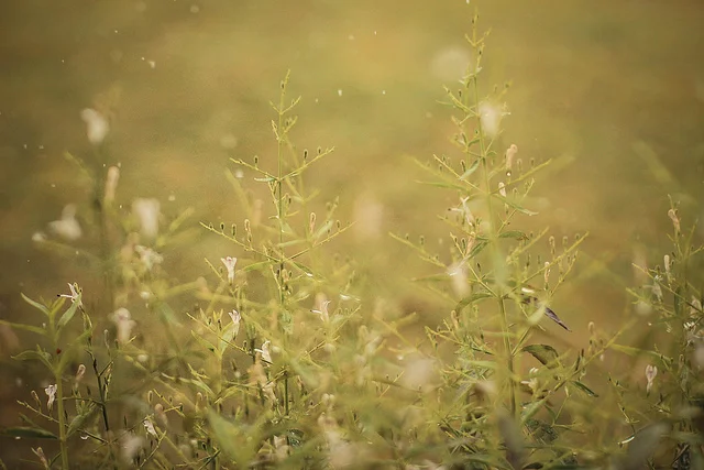 Jardins sous la pluie by Laura Donnelly