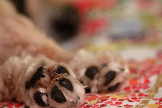 Dreaming Dog by Shane Kowalski