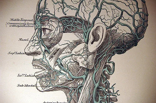 Part Muscle, Part Metaphor, Part Pain: A Review of Andrea Scarpino's What the Willow Said As It Fell