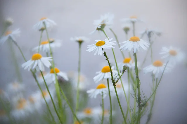 Fog People by L. W. Nicholson