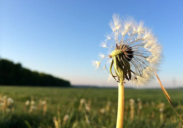 Teachers Tell Me that from Far by Jessica Morey-Collins
