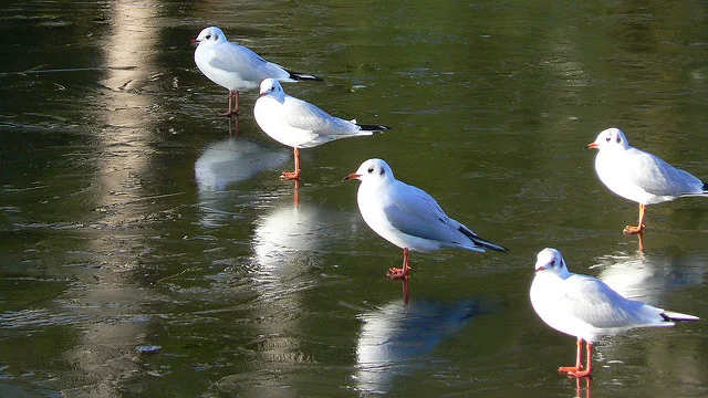 Arabesque No. 1 by Lillian Kwok