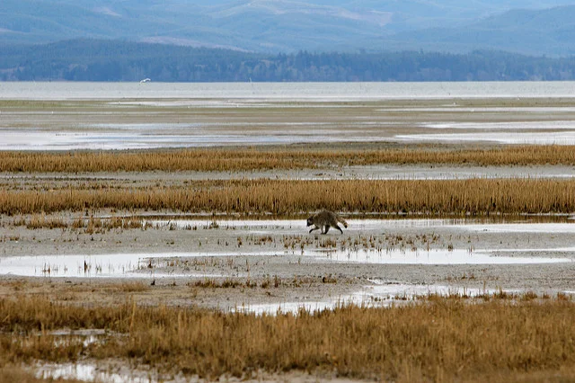 Lower Columbia Watershed Haibun: Field Notes on Going Home Again by Maya Jewell Zeller
