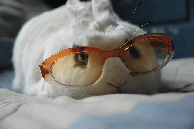 bunny.jpg