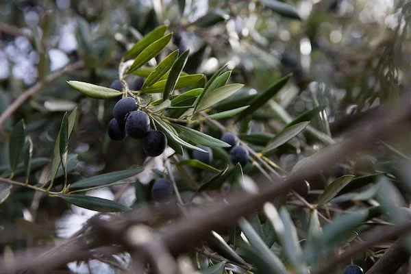 Fieldnotes by Brian Czyzyk