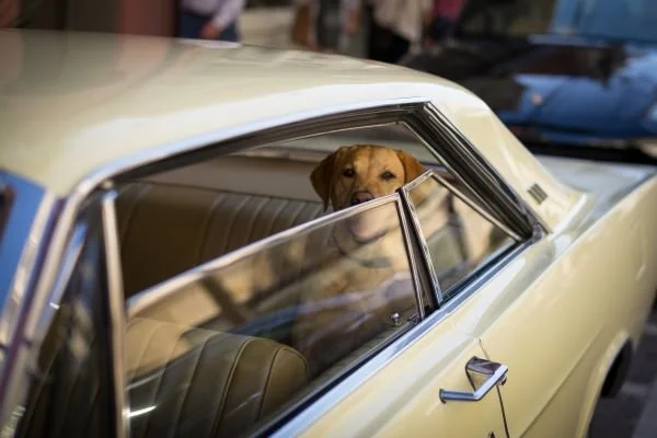 Pound Puppies by Zack Carson