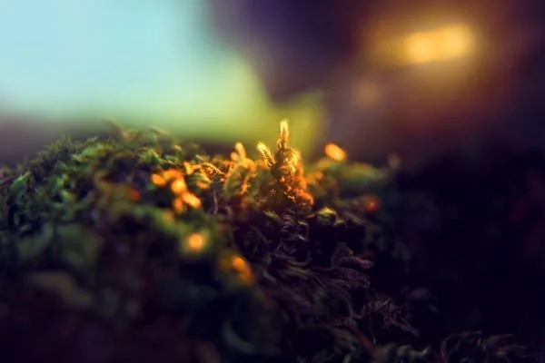 A Midsummer Night's Dream by Adam McOmber