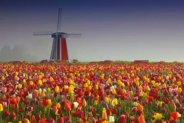 Persian to Me Was Just a Kind of Cat by Leslie Schultz