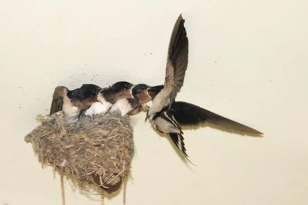 American Molten by James D'Agostino