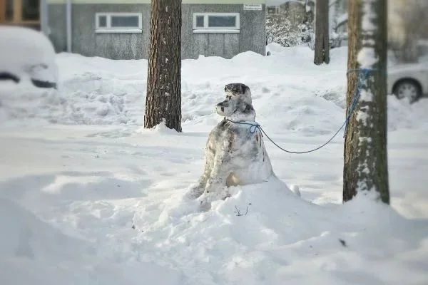 The Dog on the Stairs by Lys Granier