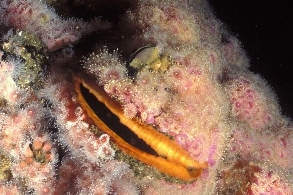 A Flock of Scallops by Zebulon Huset