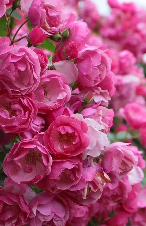 IMG_0965.jpg
