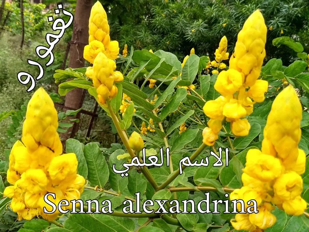تغمورو-اخضر.jpg