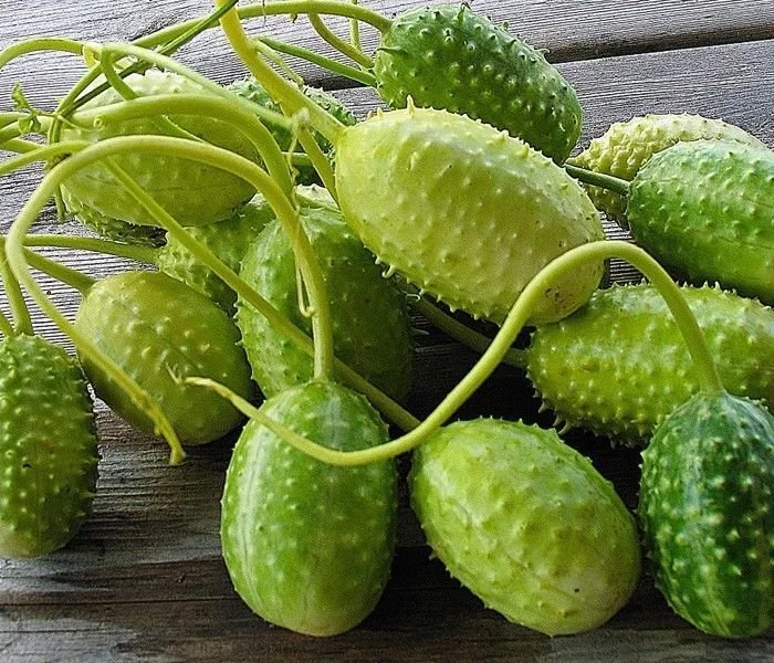 قثاء الحمار--ecballium elaterium plant.jpg