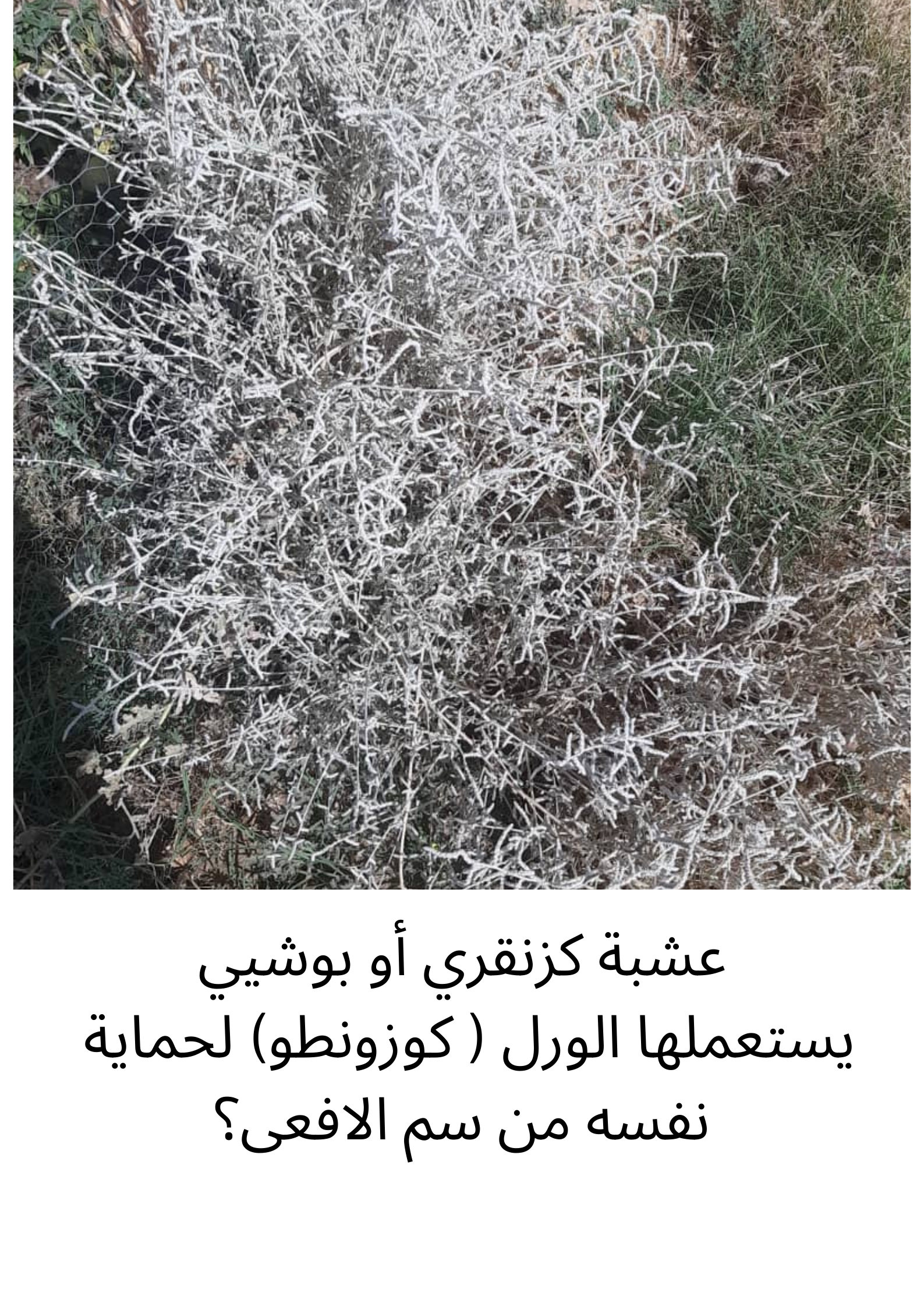 عشبة كزنقري أو بوشيي يستعملها الول ( كوزونطو) لحماية نفسه من سم الافعى؟.png