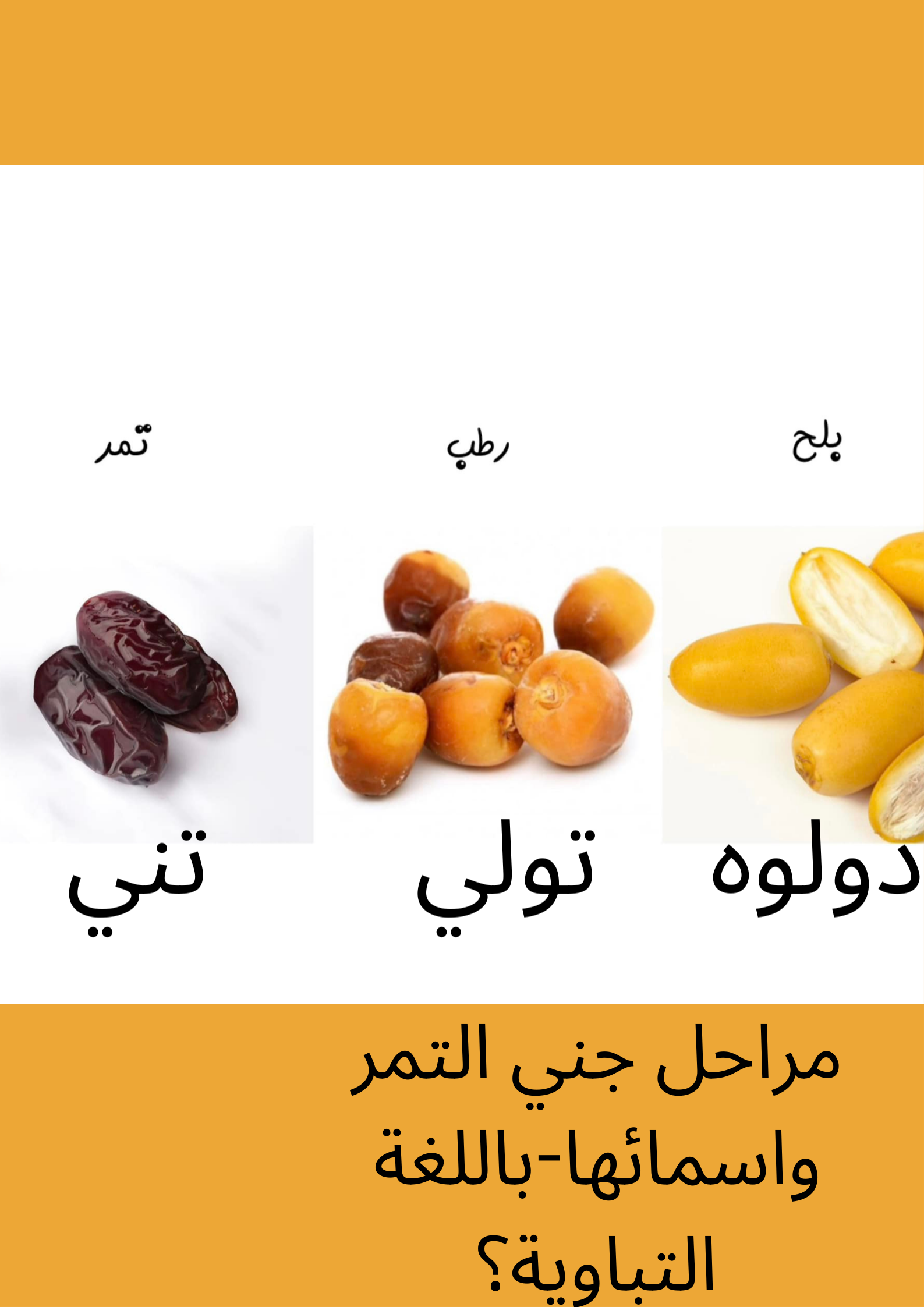 مراحل جني التمر واسمائها؟.png