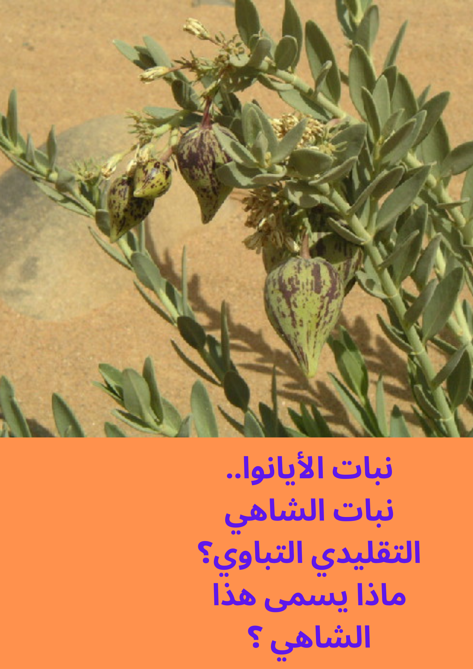 نبات الأيانوا..؟.png