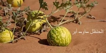 الحنظل.JPG