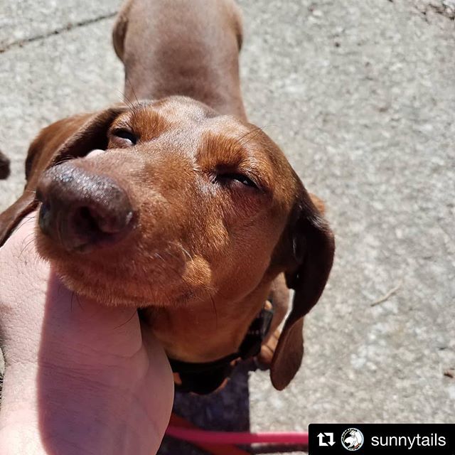 Soaking up the sun, glorious sun ☀️ #Repost @sunnytails ・・・
&quot;Oh yeah, that's the spot!&quot;- Toby :)