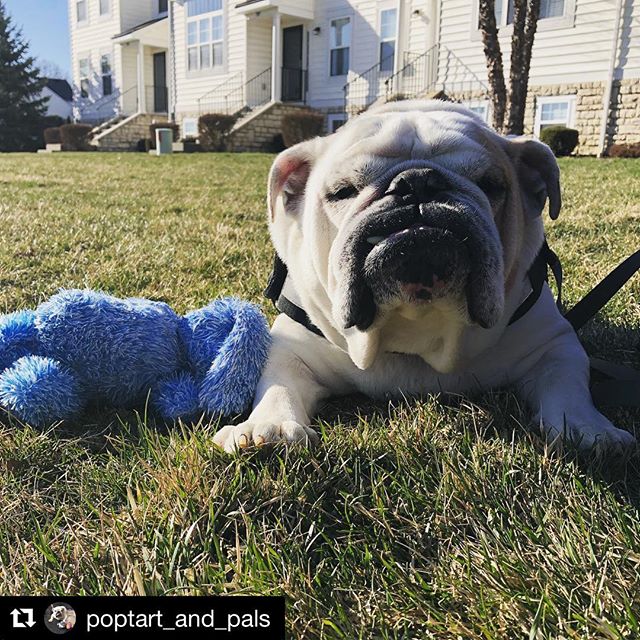 ☀️ Enjoy that weekend sunshine ☀️ #Repost @poptart_and_pals ・・・
Mom can&rsquo;t you see I&rsquo;m sunbathing with my bunny? Please leave us alone 😎