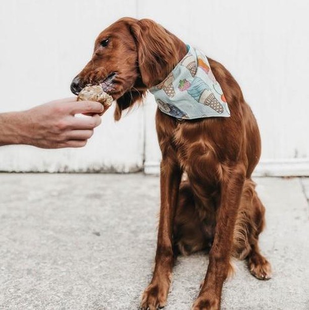 Check out Red Roof's first BARKing Lot Party THIS SUNDAY! Games, prizes, demos, food trucks, entertainment, and more...with any donations going to the CHA Animal Shelter. ⠀
⠀
⠀
For details and more pet-related events, check out the Events page on our