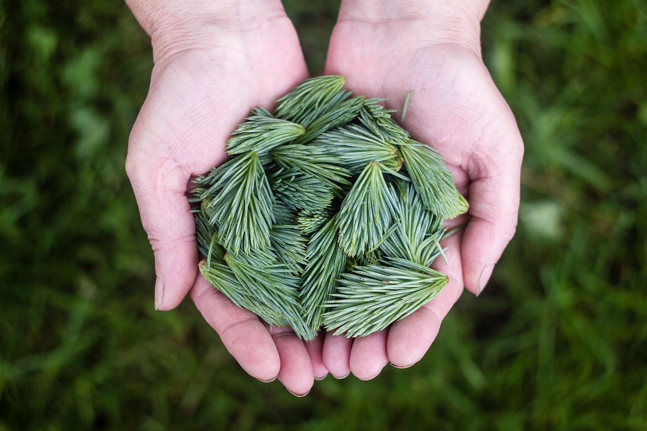 pine-leaves-691639_1280.jpg