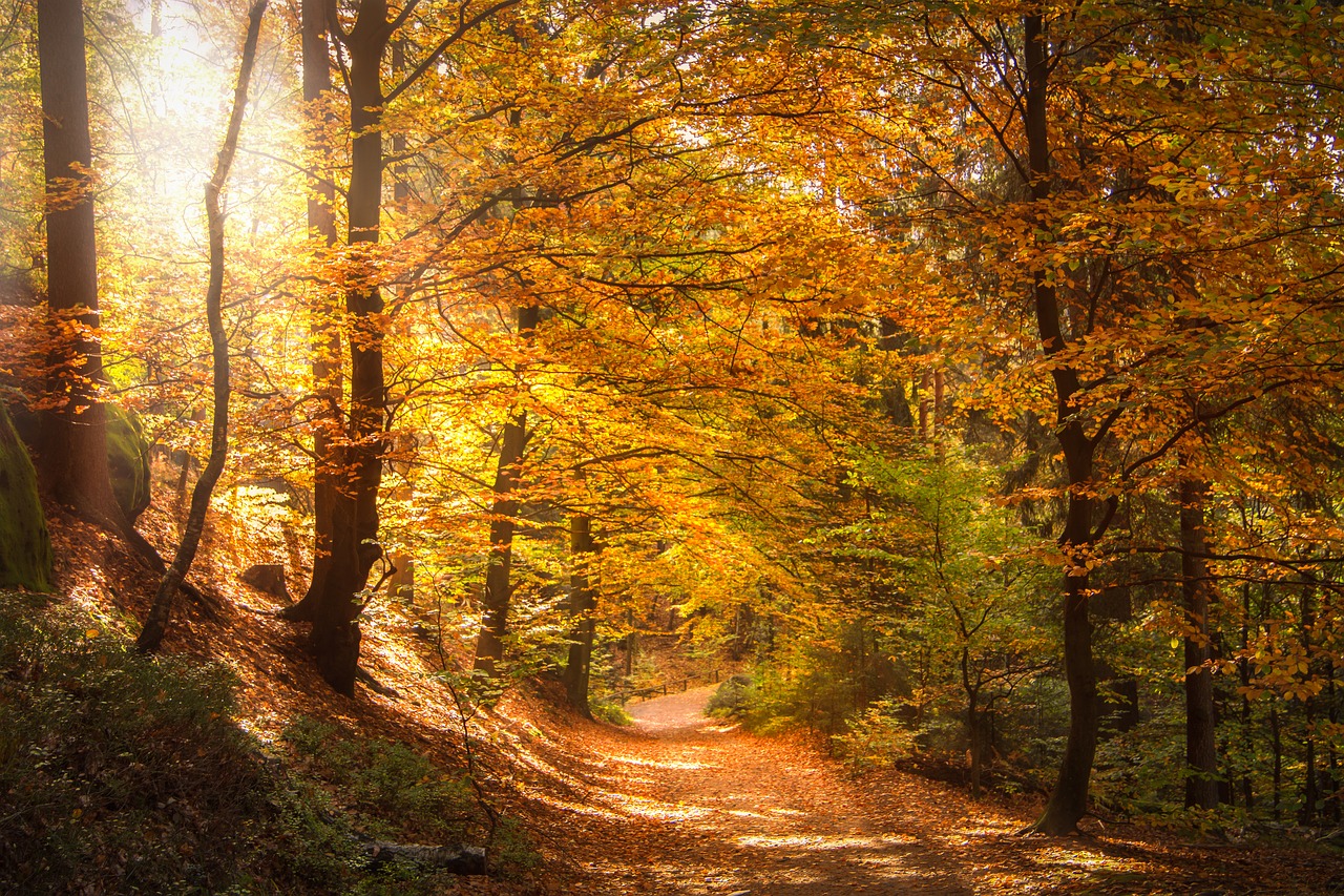 forest-2942492_1280.jpg