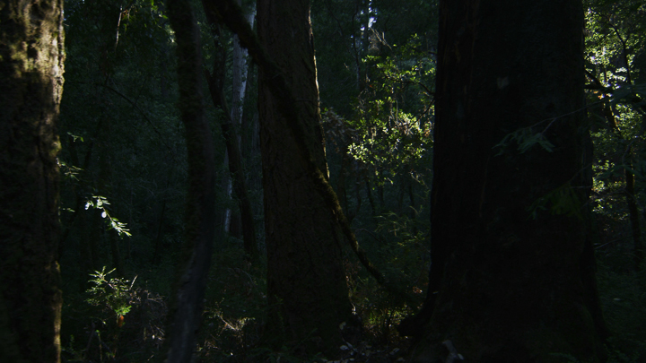 Redwoods9.jpg