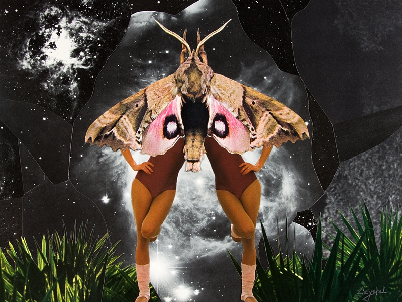 Moth Twin