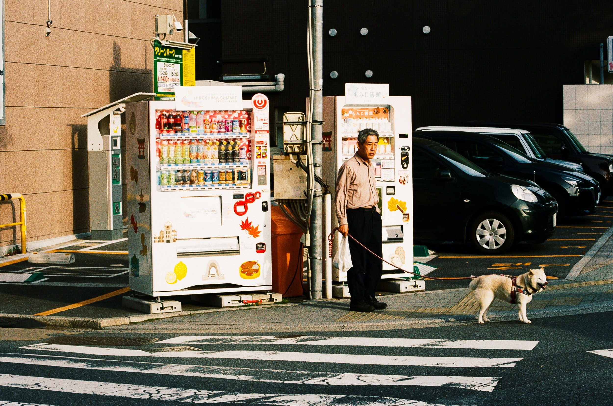 shiba inu.
