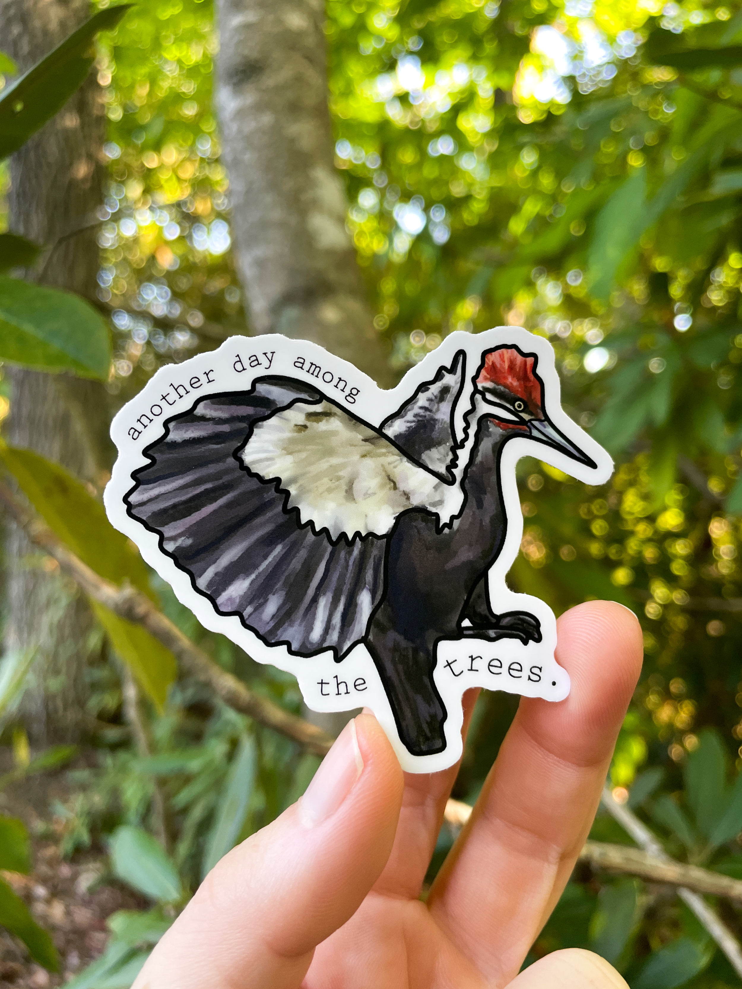 Pileated-Woodpecker.png