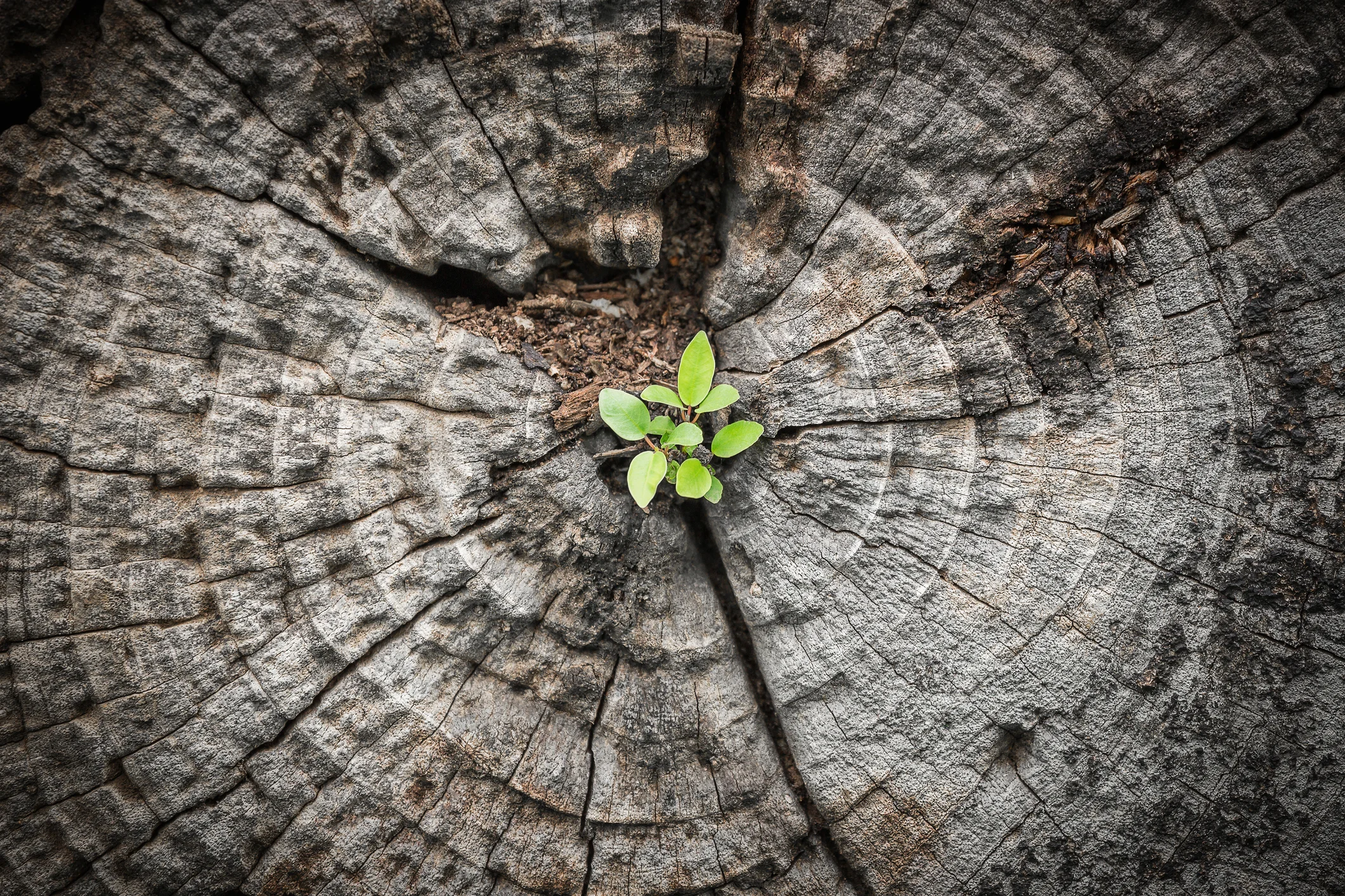 Photo by jack-sooksan/iStock / Getty Images