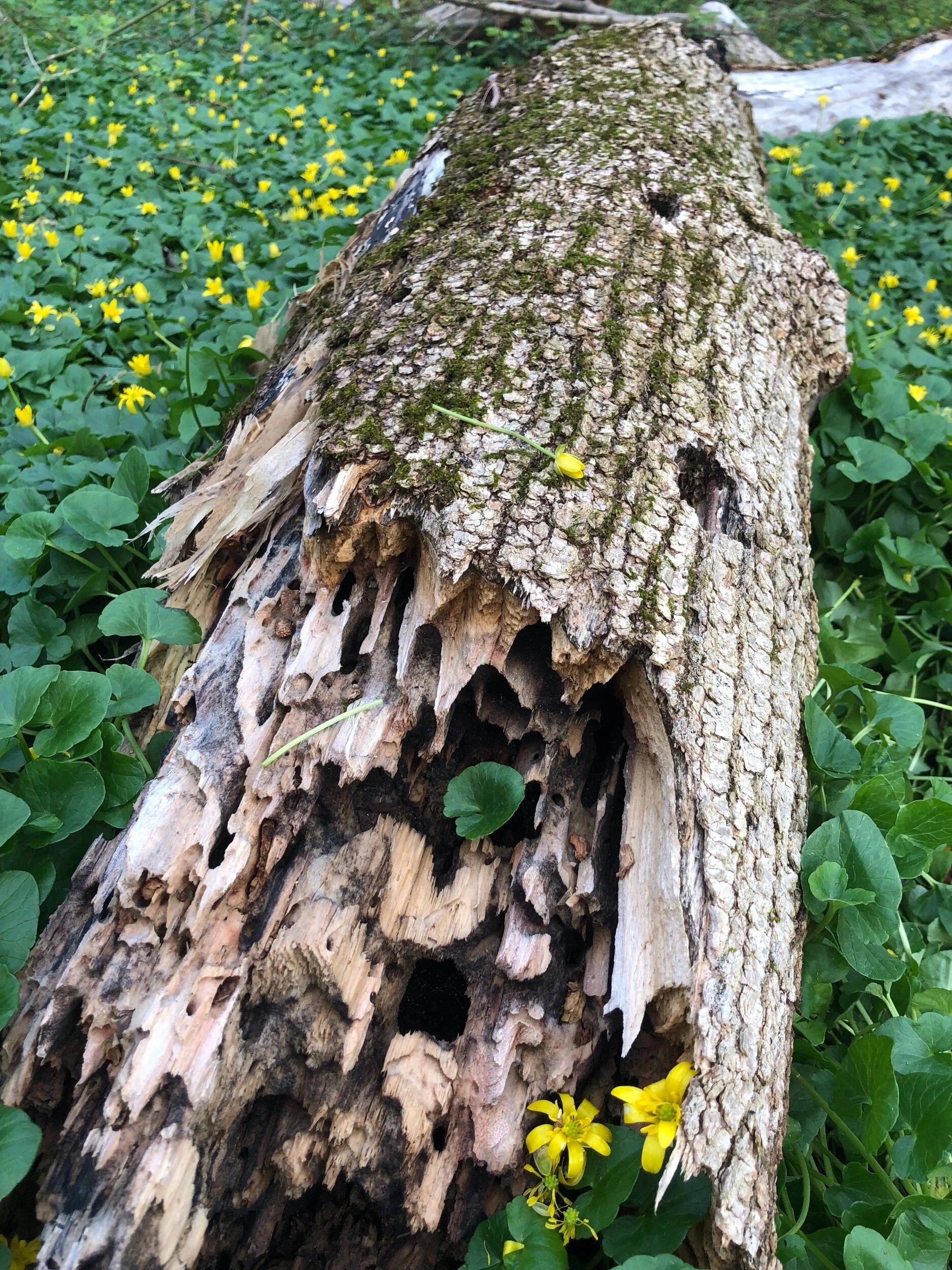 On the link between me and the green