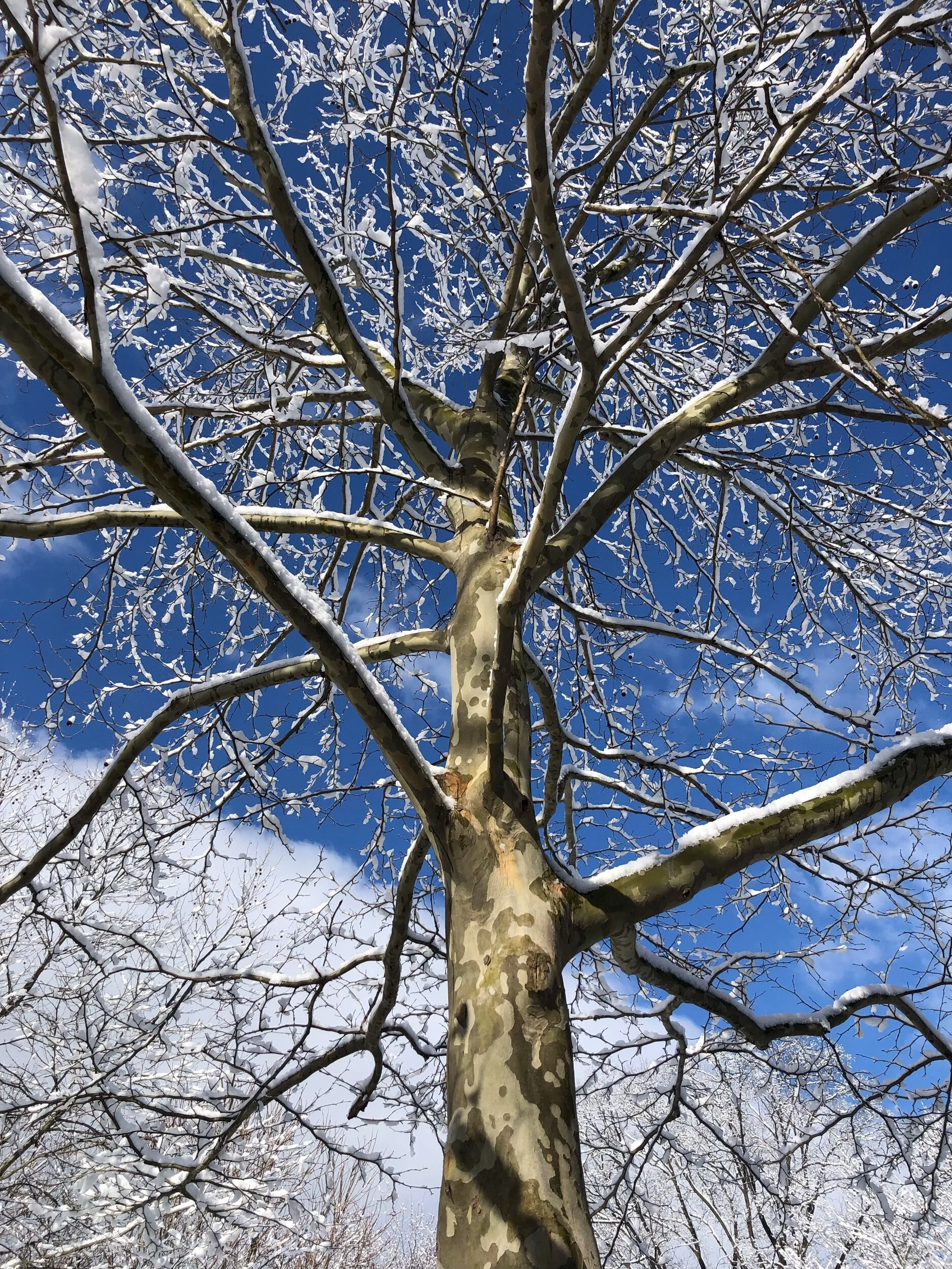 On changing with the trees