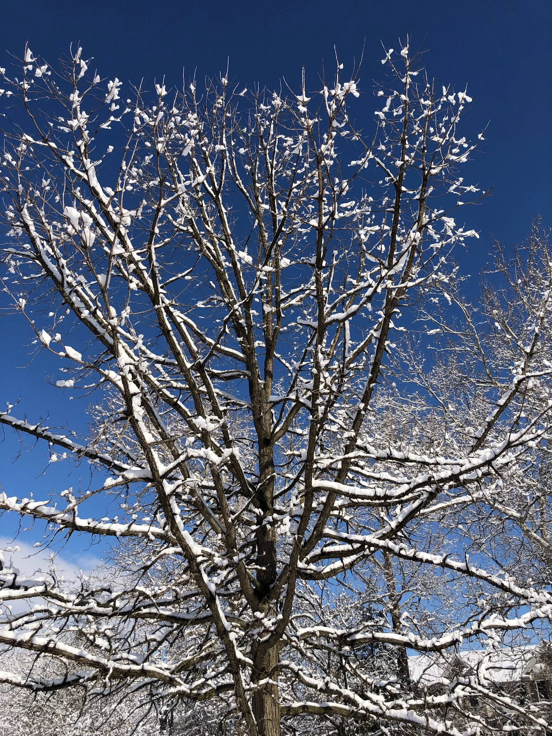 On becoming more like the trees