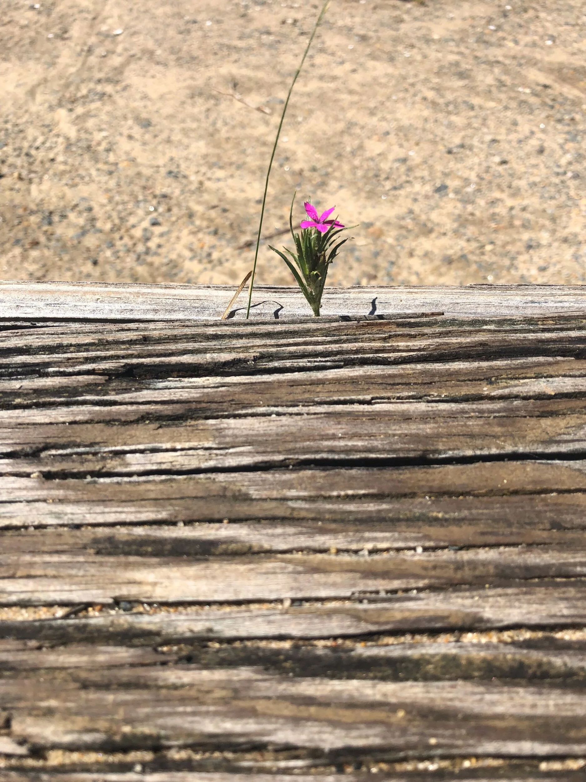 On nature’s perseverance