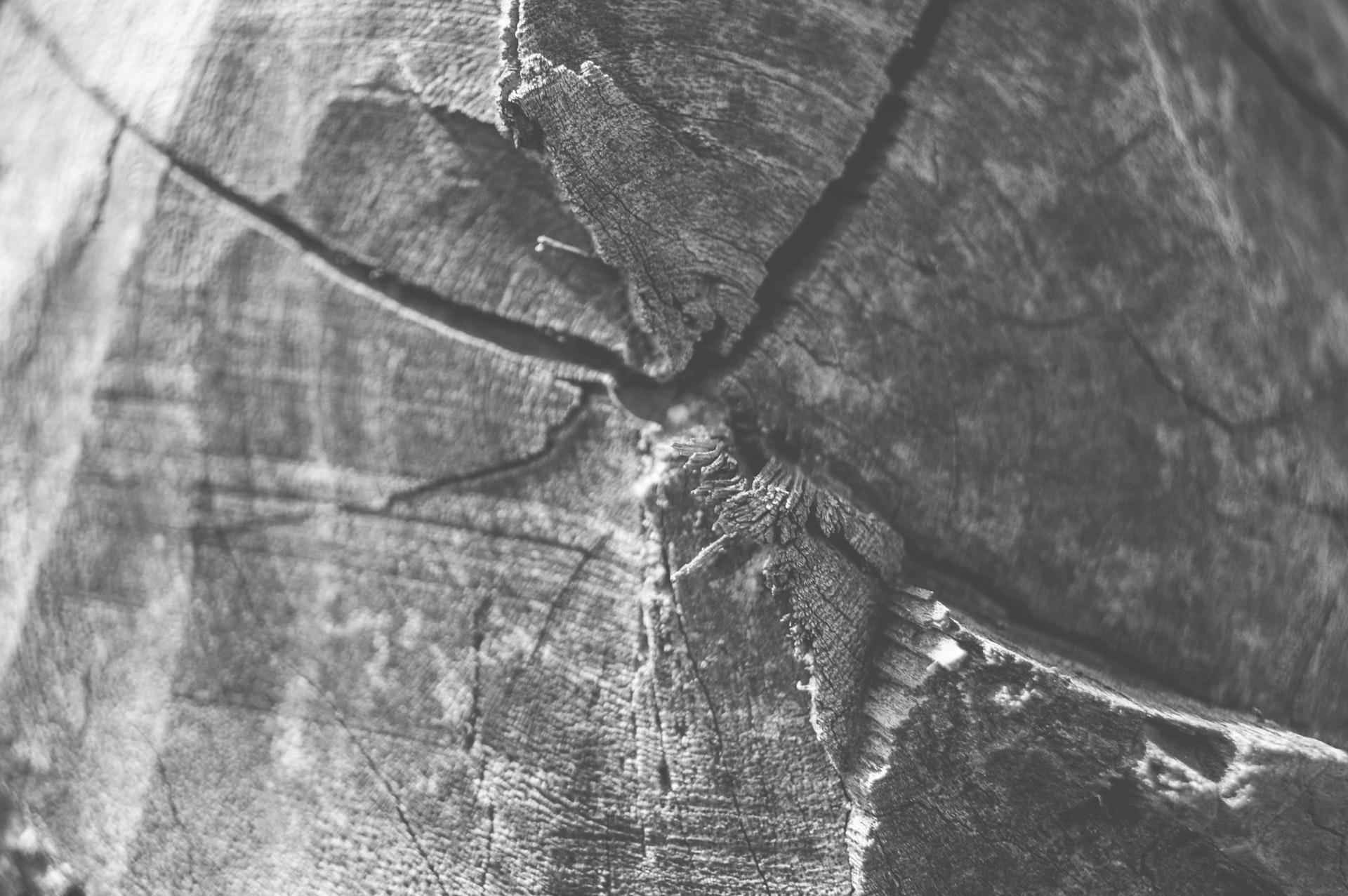 pexels-photo-237813.jpeg