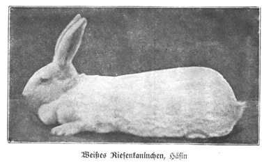 1905 postcardz.jpg