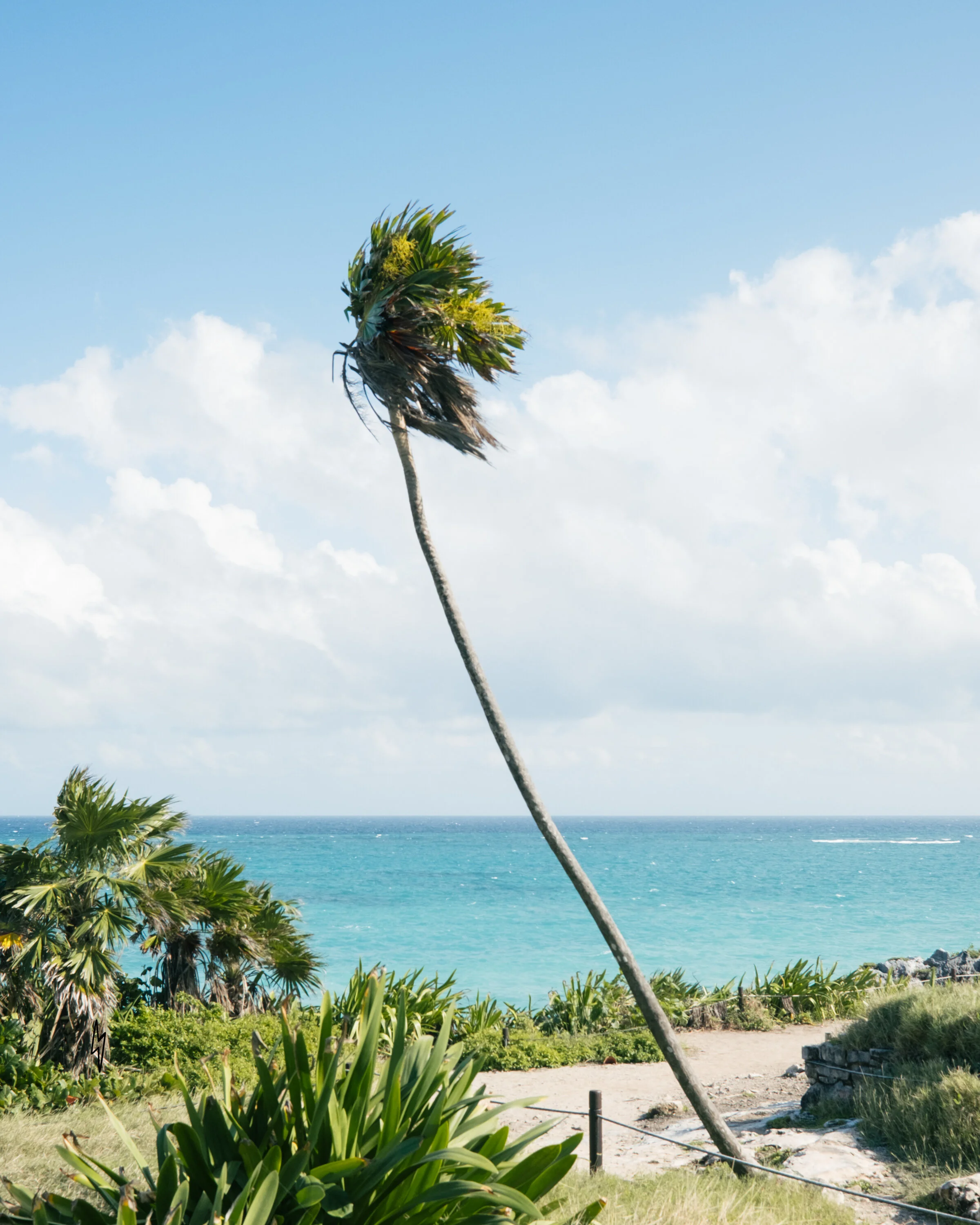 Palm IG.jpg