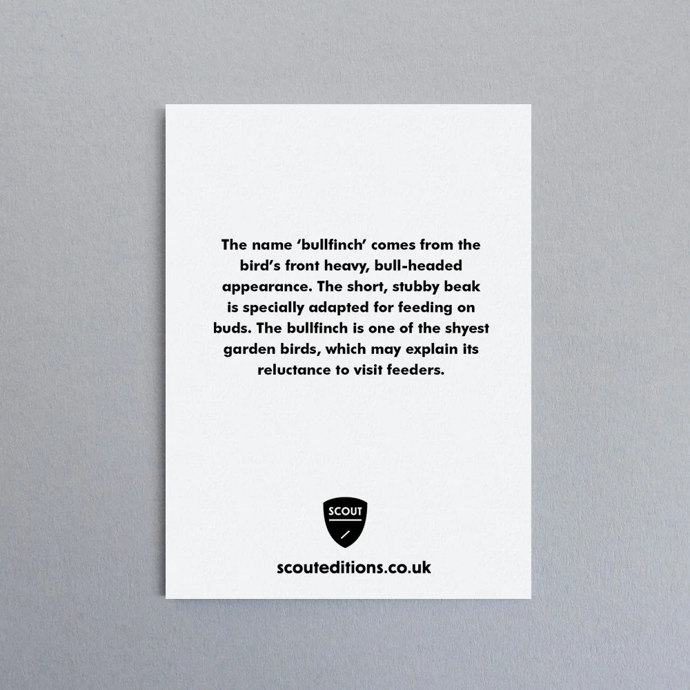 Bullfinch_MiniCard_Back.jpg