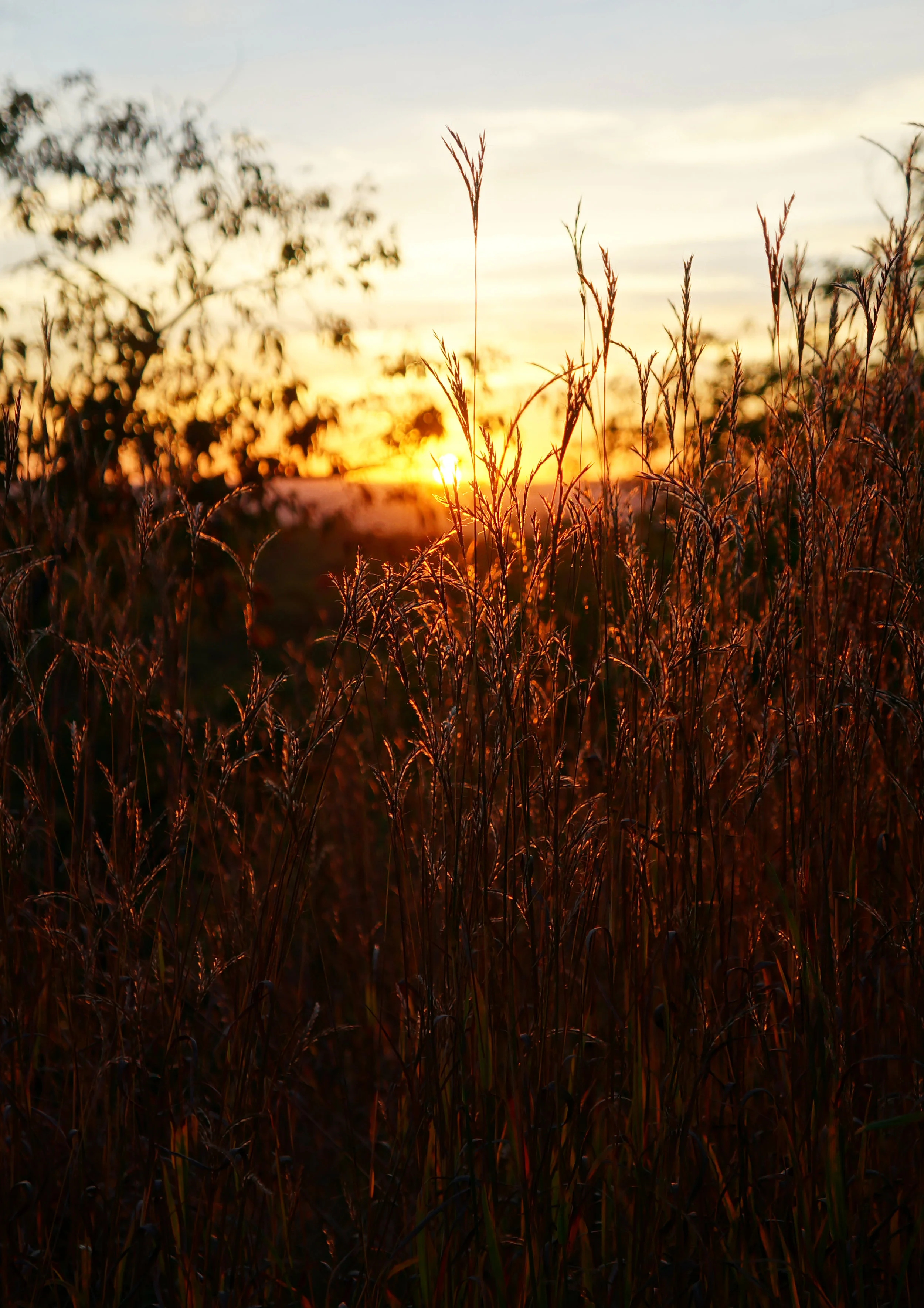 grasses.jpg