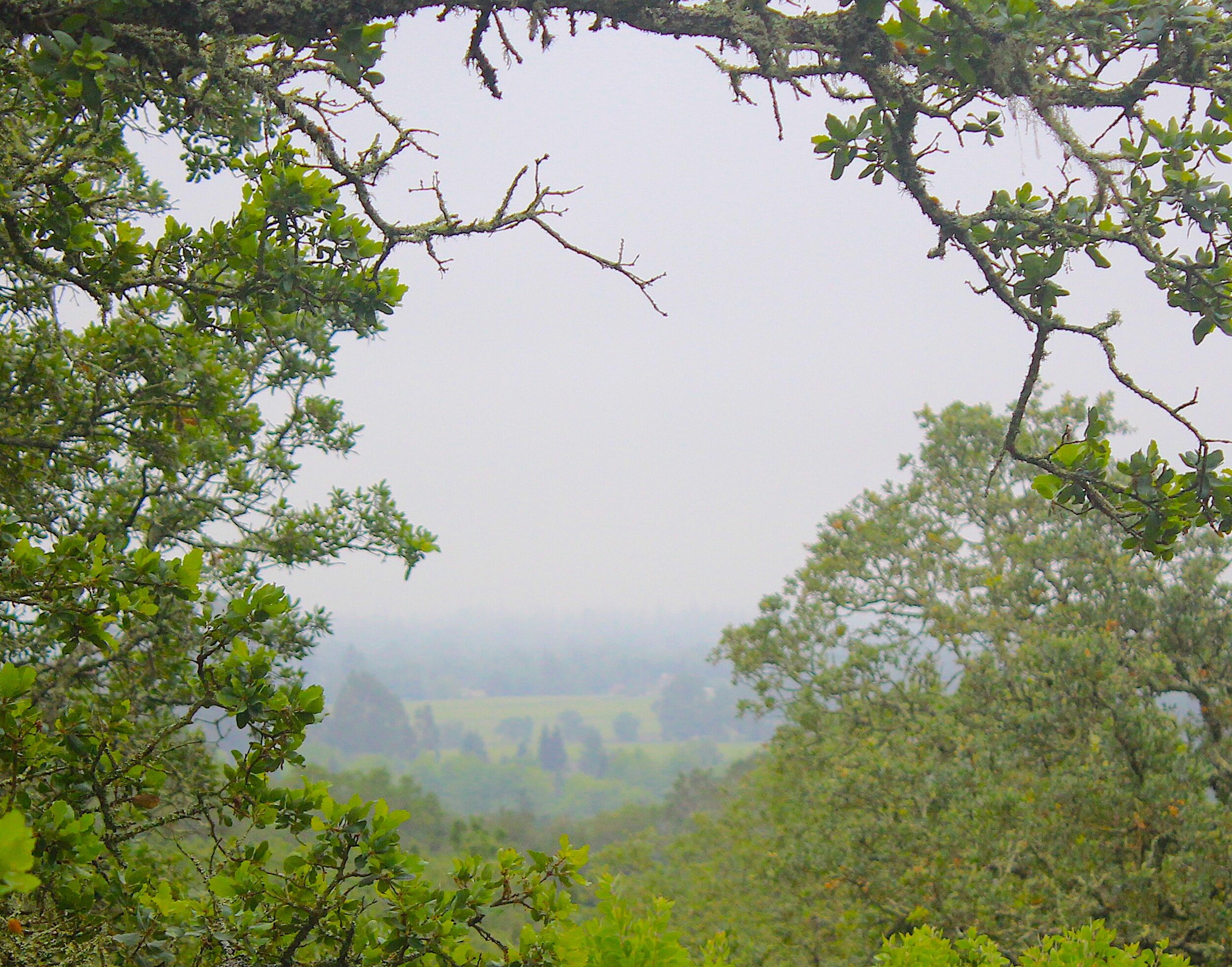 Foothill Park Scenic View.jpeg