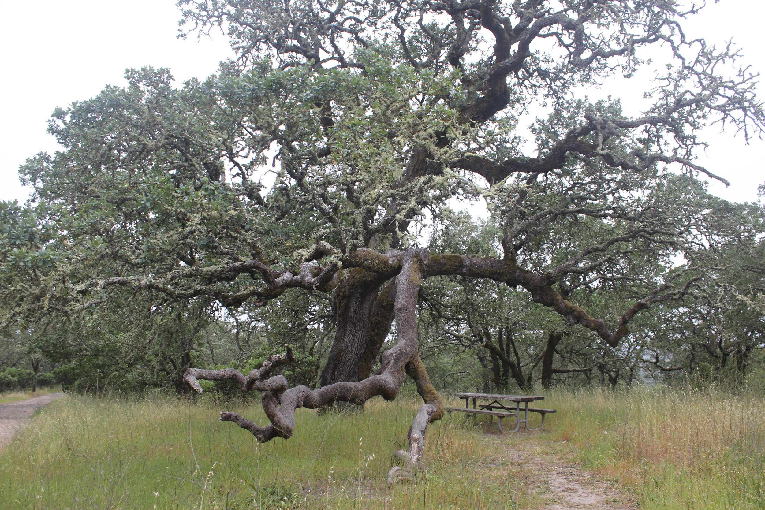 Foothill - bench under oak tree .jpeg