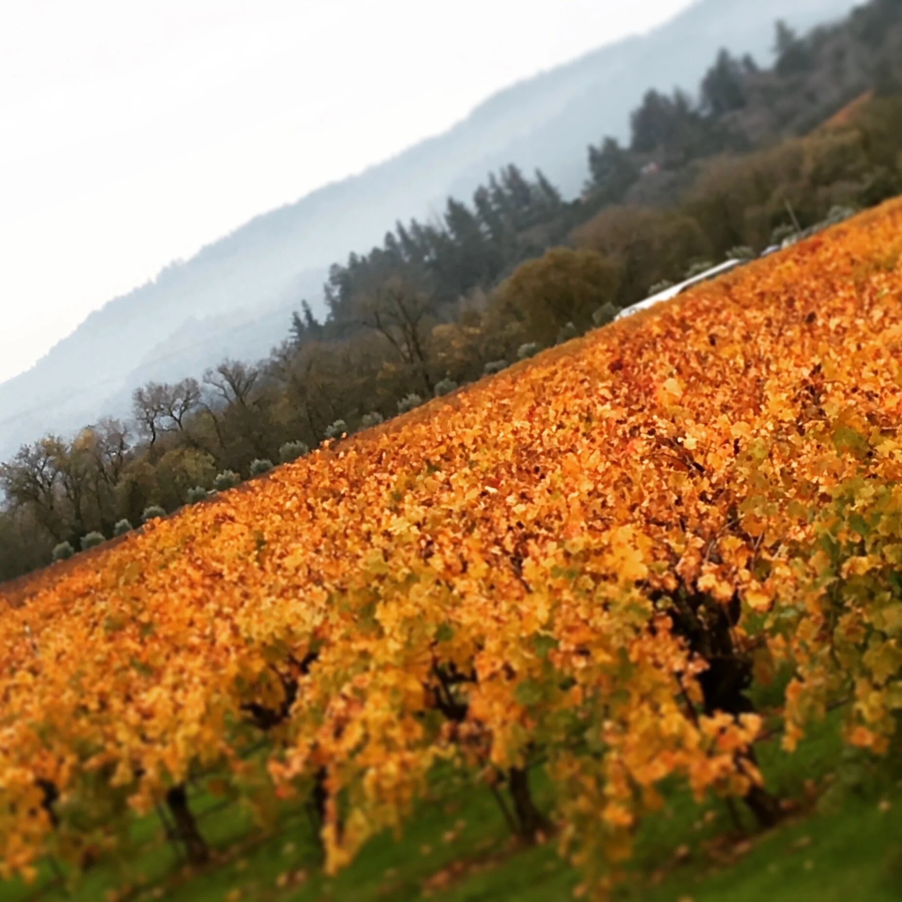 Sonoma in the Fall