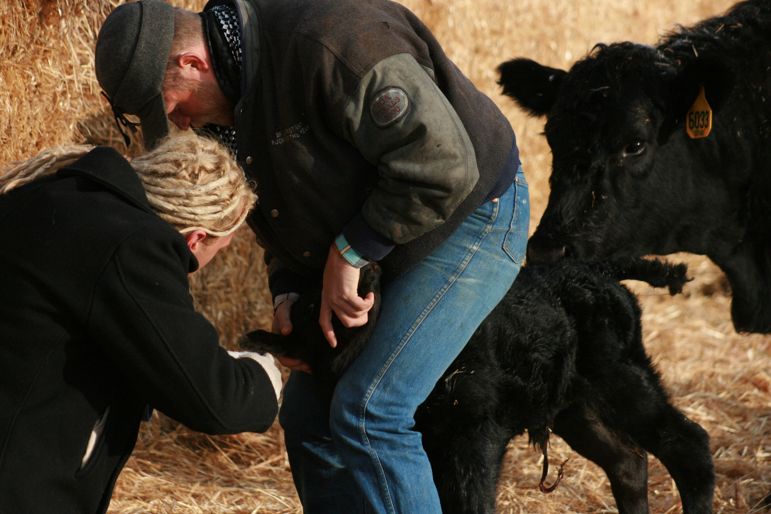 Week 48 - tagging a calf.jpg