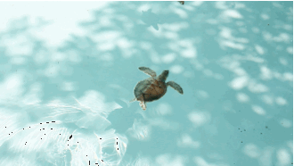 turtles.gif