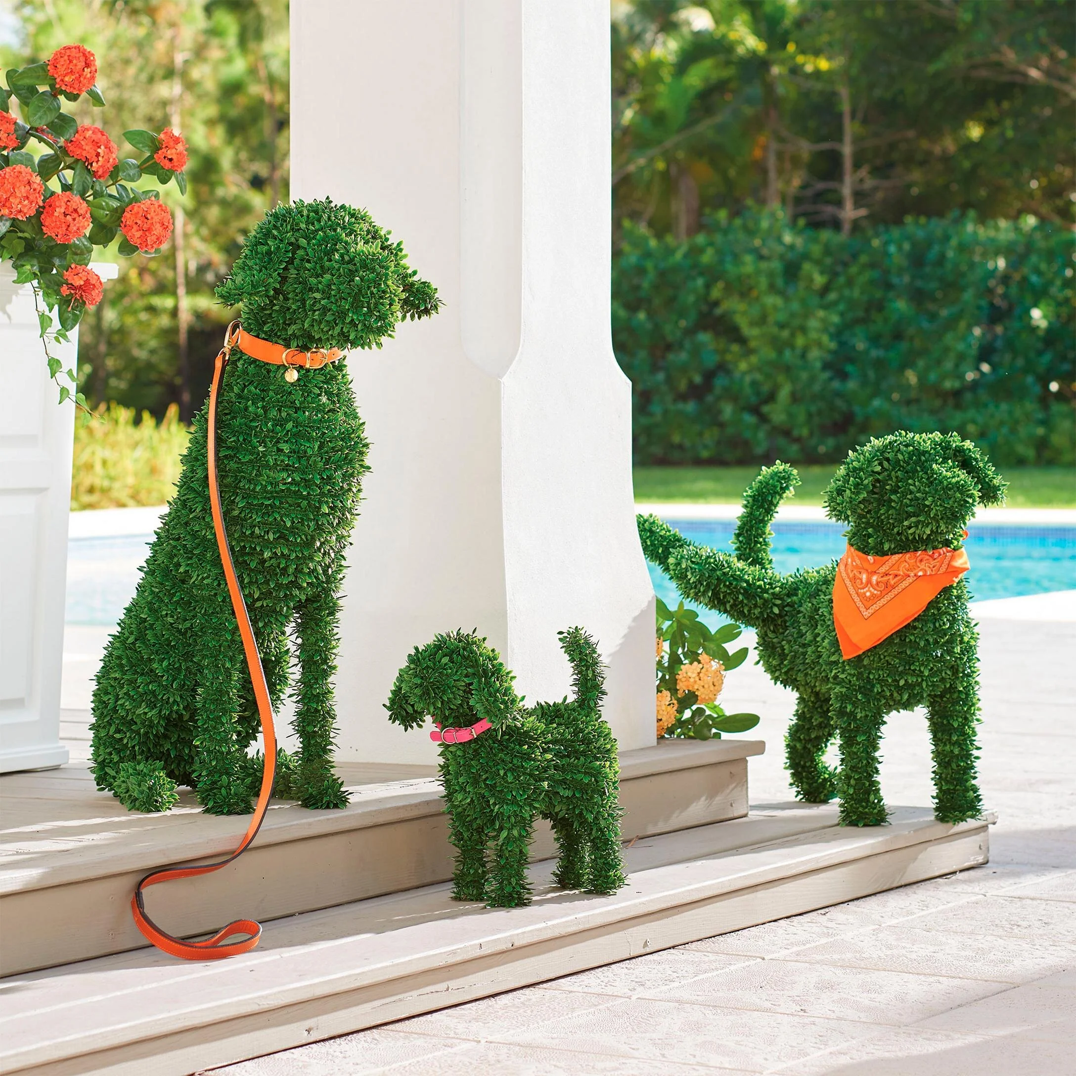 180315 BoxwoodDogs.jpg